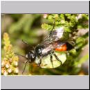 Astata boops - Wanzengrabwespe 18d 11mm beim Nesteintrag mit Wanze.jpg